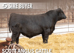 Lot 21: SAC Finish Line 2578