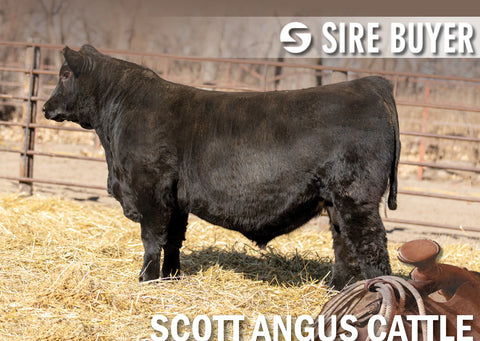 Lot 20: SAC Hustle 2208