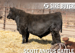 Lot 20: SAC Hustle 2208