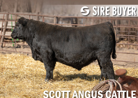 Lot 15: SAC Mason 2842