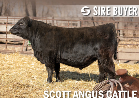 Lot 14: SAC Mayor 2843