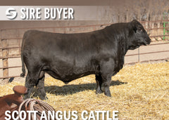 Lot 1: SAC Nebraska 2018