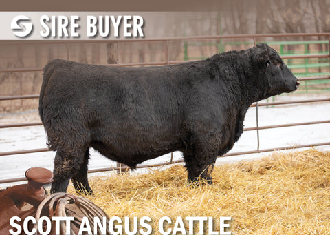 Lot 5: SAC Newman 2013