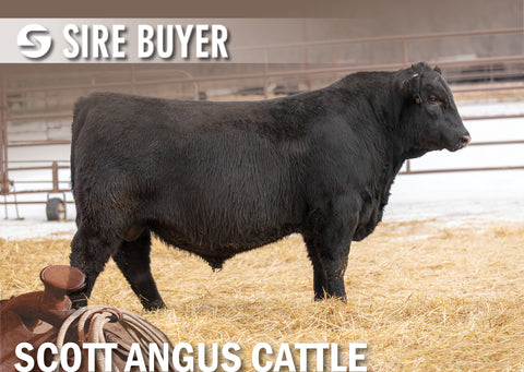 Lot 4: SAC Redford 2014