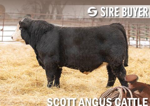 Lot 29: SAC Riverbank 2113K