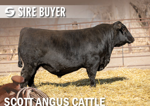 Lot 7: SAC Scale Blaster 2848