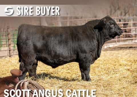 Lot 8: SAC Scale Buster 2849