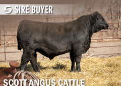 Lot 26: SAC Shotgun 2863