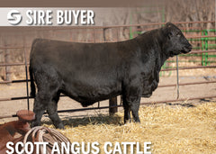 Lot 22: SAC Thunderdome 2793