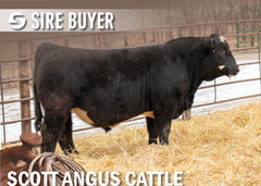 Lot 33: SAC Time Traveler 2952K