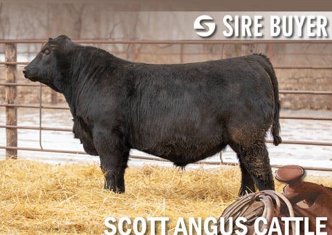 Lot 19: SAC True Grit 2953