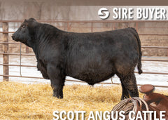 Lot 19: SAC True Grit 2953