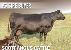 Lot 36: Embryos (SAV Blackcap May 7306)