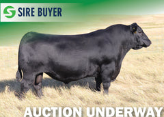 Lot 4 - SAV Blackcap May 7842 (Embryos)