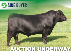 Lot 2 - SAV BLACKCAP MAY 2565 (embryos)