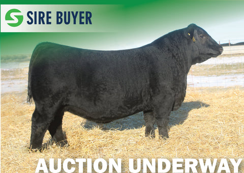 Lot 19: SAV Downpour 8794 - 3 Units