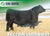 Lot 13: SAV Downpour 8794 - 3 Units
