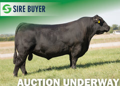 Lot 3 - SAV EMBLYNETTE 7592 (Embryos)