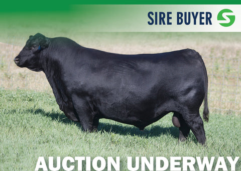 Lot 3: SAV Renovation 6822 - 3 Units