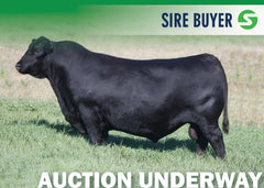 Lot 3: SAV Renovation 6822 - 3 Units