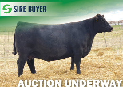 Lot 1 - SAV ABIGALE 6121 (Embryos)