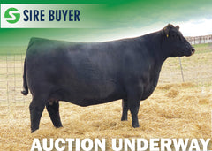 Lot 1 - SAV ABIGALE 6121 (Embryos)