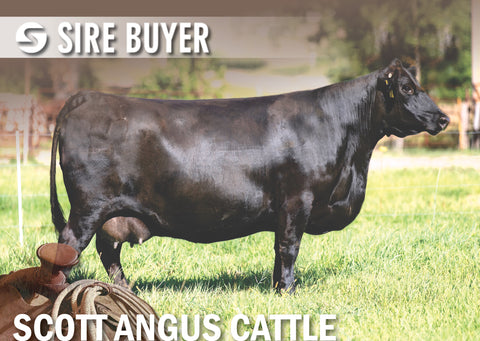 Lot 35: Embryos (Sitz Pride 200B)