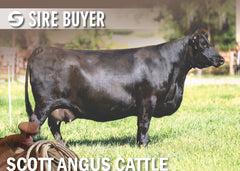 Lot 35: Embryos (Sitz Pride 200B)